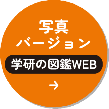 写真バージョン[学研の図鑑WEB]